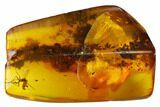 Large, Detailed Fossil Fly (Diptera) In Baltic Amber #135083-3